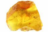 Detailed Fossil Daddy Longleg (Opiliones) In Baltic Amber #93859-1